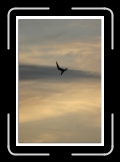 vol de stern 06 * 474 x 700 * (56KB)